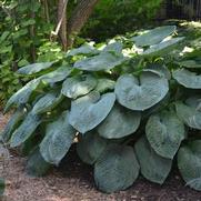 Hosta sieboldiana 'Elegans'