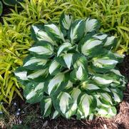 Hosta hybrid 'Vulcan' Hosta hybrid 'Vulcan'