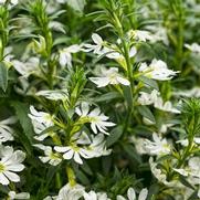 Scaevola hybrid 'Whirlwind White' Scaevola hybrid 'Whirlwind White'