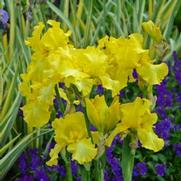 Iris germanica 'Harvest of Memories' Iris germanica 'Harvest of Memories'