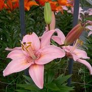 Lilium asiatic 'Pink' Lilium asiatic 'Pink'