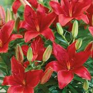 Lilium asiatic 'Red' Lilium asiatic 'Red'