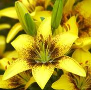 Lilium asiatic 'Yellow' Lilium asiatic 'Yellow'
