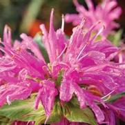 Monarda didyma 'Grand Parade'