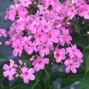 Phlox paniculata 'Early Start Pink' Phlox paniculata 'Early Start Pink'