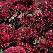 Sedum 'Vera Jameson' Sedum 'Vera Jameson'