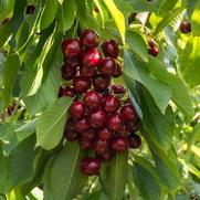 Prunus avium 'Stella'