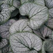 Brunnera macrophylla 'Silver Heart' Brunnera macrophylla 'Silver Heart'
