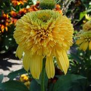 Echinacea purpurea 'Cone-Fections Lemon Drop'