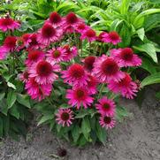 Echinacea purpurea 'Pink Fascinator'