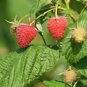 Rubus 'Polana'