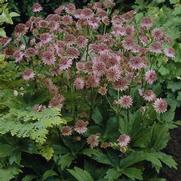 Astrantia major 'Roma' Astrantia major 'Roma'