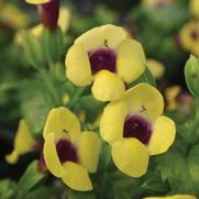 Torenia hybrid 'Catalina Gilded Grape' Torenia hybrid 'Catalina Gilded Grape'