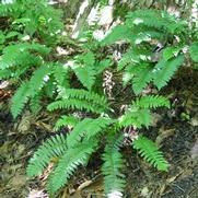 Polystichum acrostichoides Polystichum acrostichoides