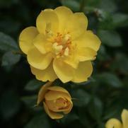 Rosa 'Oso Easy Lemon Zest' Rosa 'Oso Easy Lemon Zest'