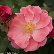Rosa 'Oso Easy Pink Cupcake' Rosa 'Oso Easy Pink Cupcake'