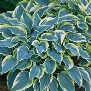 Hosta hybrid 'First Frost'