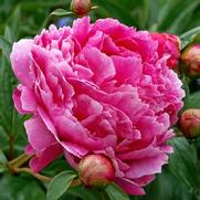 Paeonia lactiflora 'Victoire de la Marne' Paeonia lactiflora 'Victoire de la Marne'
