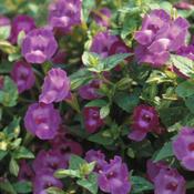 Torenia hybrid 'Summer Wave Amethyst' Torenia hybrid 'Summer Wave Amethyst'