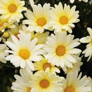 Argyranthemum frutescens 'Vanilla Butterfly' Argyranthemum frutescens 'Vanilla Butterfly'