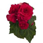 Begonia X tuberhybrida 'Nonstop Deep Rose'