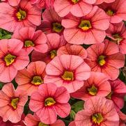 Calibrachoa hybrid 'Coralina' Calibrachoa hybrid 'Coralina'