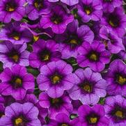 Calibrachoa hybrid 'Grape Punch' Calibrachoa hybrid 'Grape Punch'