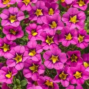 Calibrachoa hybrid 'Hollywood Star' Calibrachoa hybrid 'Hollywood Star'