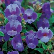 Torenia hybrid 'Summer Wave Large Blue'