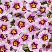 Calibrachoa hybrid 'Morning Star' Calibrachoa hybrid 'Morning Star'