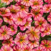 Calibrachoa hybrid 'Tropical Sunrise' Calibrachoa hybrid 'Tropical Sunrise'