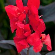 Canna generalis 'Toucan Scarlet' Canna generalis 'Toucan Scarlet'