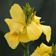 Canna generalis 'Toucan Yellow' Canna generalis 'Toucan Yellow'