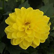 Dahlia hybrid 'Julia' Dahlia hybrid 'Julia'