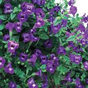 Torenia hybrid 'Summer Wave Large Violet'