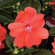 Impatiens hybrid 'Vigorous Salmon' Impatiens hybrid 'Vigorous Salmon'