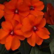 Impatiens hybrid 'Vigorous Orange' Impatiens hybrid 'Vigorous Orange'