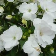 Impatiens hybrid 'Vigorous White' Impatiens hybrid 'Vigorous White'