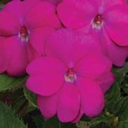 Impatiens hybrid 'Compact Neon Pink' Impatiens hybrid 'Compact Neon Pink'