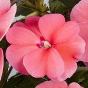 Impatiens hybrid 'Compact Pink' Impatiens hybrid 'Compact Pink'