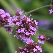 Verbena bonariensis 'Meteor shower' Verbena bonariensis 'Meteor shower'