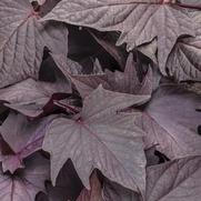 Ipomoea batatas 'Sweet Caroline Bewitched After Midnight' Ipomoea batatas 'Sweet Caroline Bewitched After Midnight'