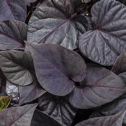 Ipomoea batatas 'Sweet Caroline Sweetheart Jet Black' Ipomoea batatas 'Sweet Caroline Sweetheart Jet Black'