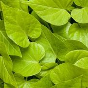 Ipomoea batatas 'Sweet Caroline Sweetheart Lime' Ipomoea batatas 'Sweet Caroline Sweetheart Lime'