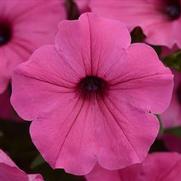 Petunia hybrid 'ColorRush Pink' Petunia hybrid 'ColorRush Pink'