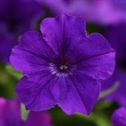 Petunia hybrid 'ColorRush Blue' Petunia hybrid 'ColorRush Blue'