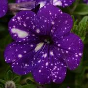 Petunia hybrid 'Headliner Night Sky'