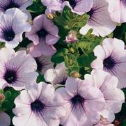 Petunia hybrid 'Surfinia Blue Vein'