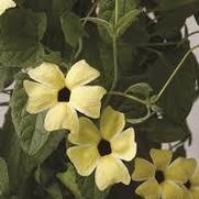 Thunbergia alata 'Sunny Susy Lemon Sunrise' Thunbergia alata 'Sunny Susy Lemon Sunrise'