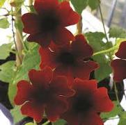 Thunbergia alata 'Sunny Susy Brownie' Thunbergia alata 'Sunny Susy Brownie'